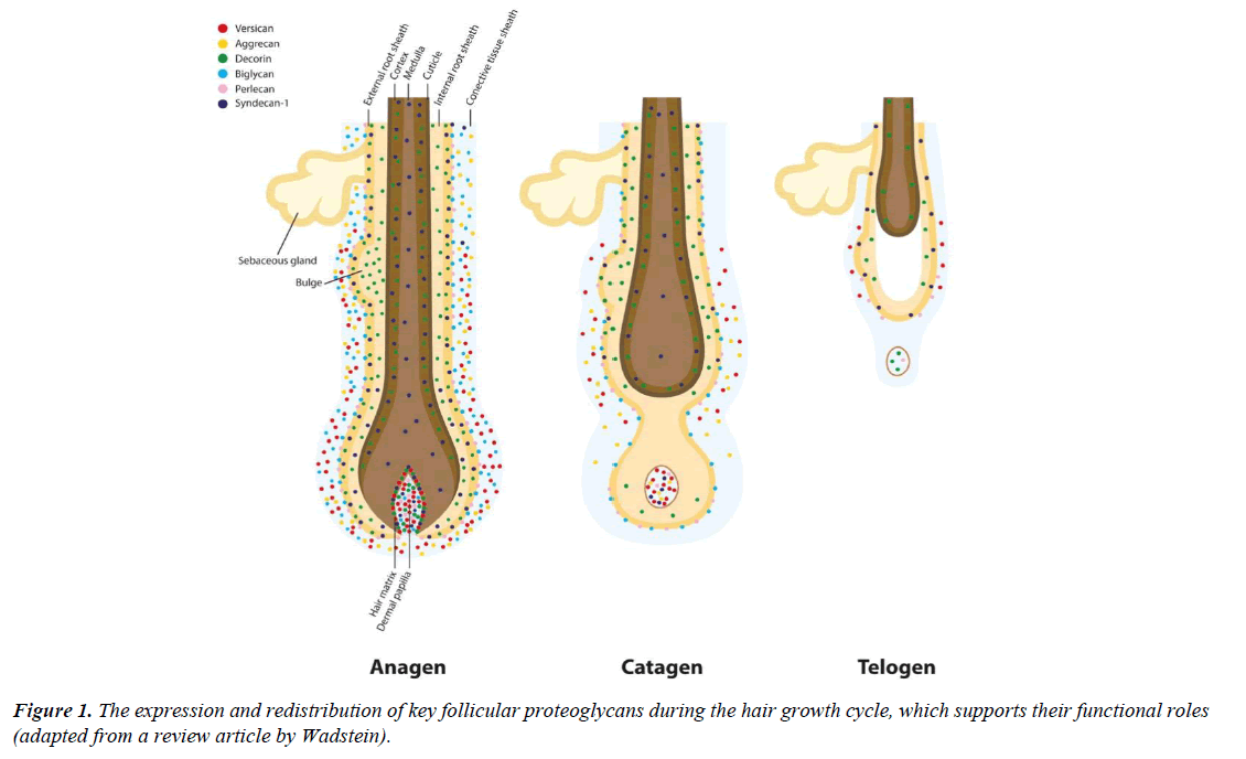 dermatology-research-skin-care-follicular-proteoglycans