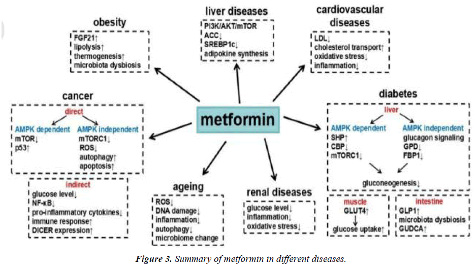 journal-diabetology-structure-metformin