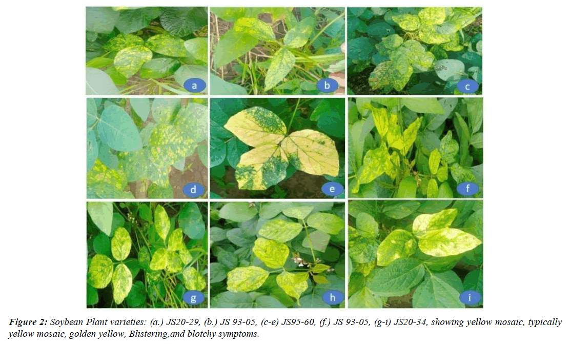 microbiology-current-research-soybean-production