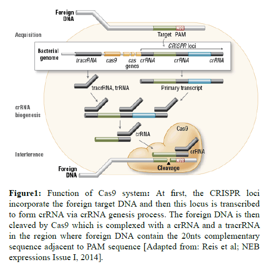 Gene-Silencing-foreign-target