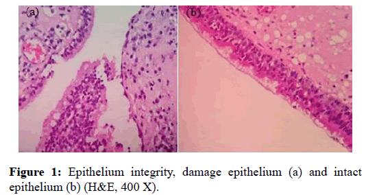 Otolaryngology-Epithelium-integrity