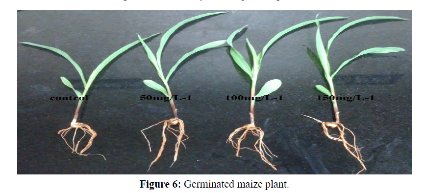 Pure-Applied-Zoology-Germinated-maize-plant