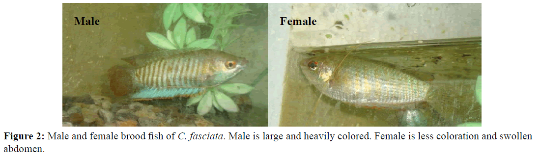 Pure-Applied-Zoology-Male-female