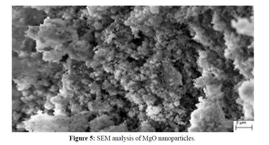 Pure-Applied-Zoology-SEM-analysis-MgO-nanoparticles