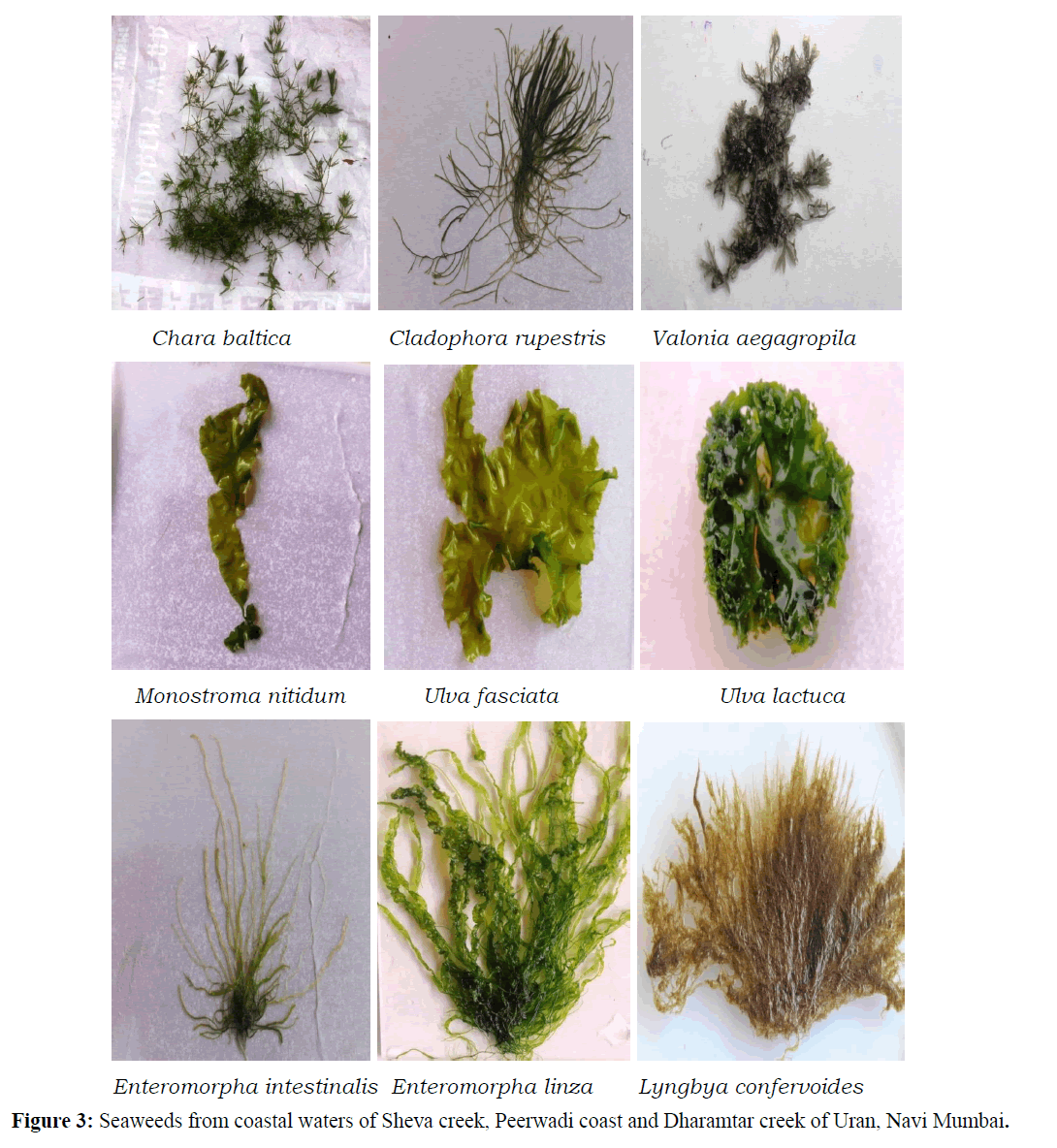 Pure-Applied-Zoology-Seaweeds-coastal