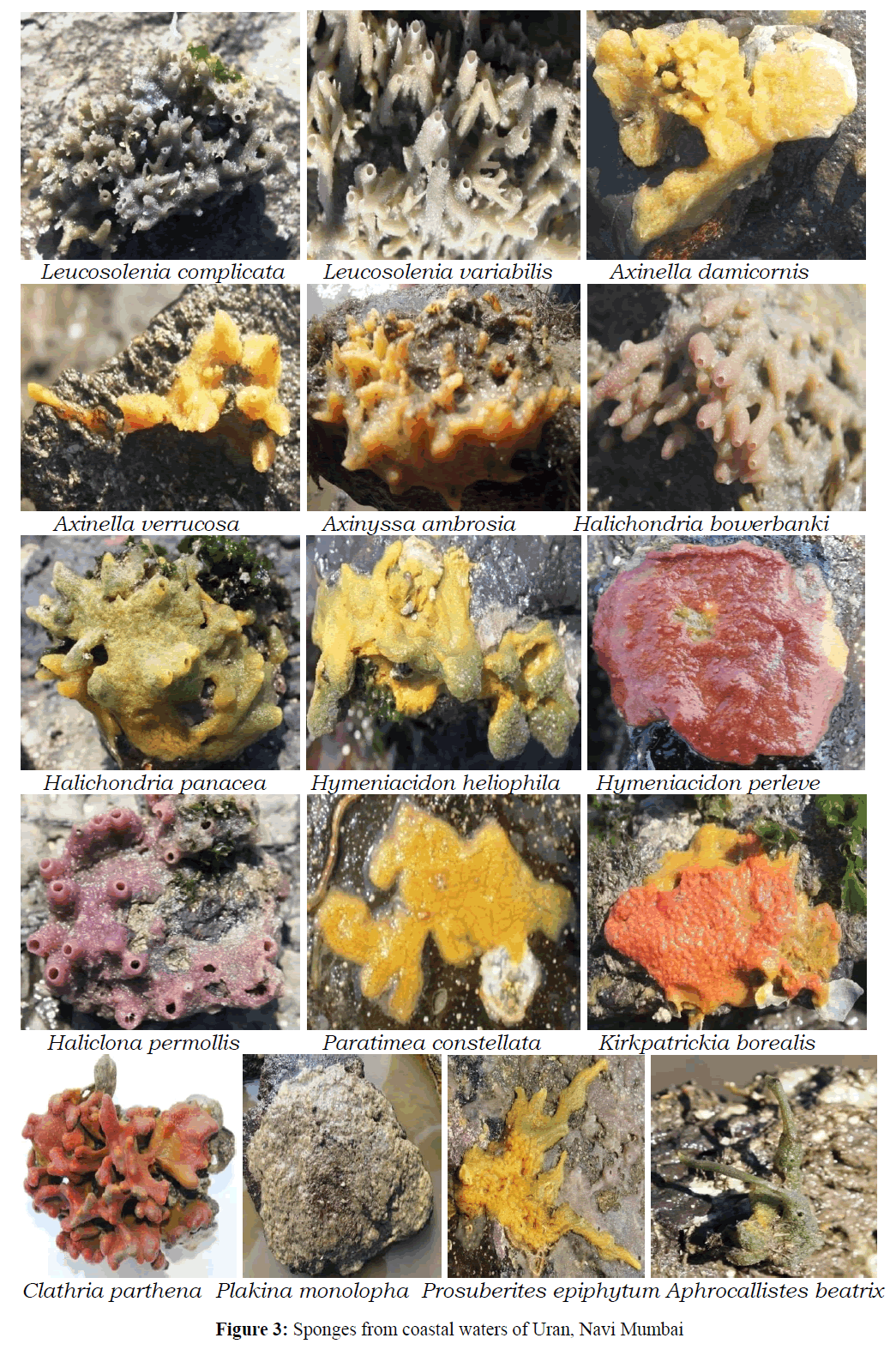 Pure-Applied-Zoology-Sponges-coastal