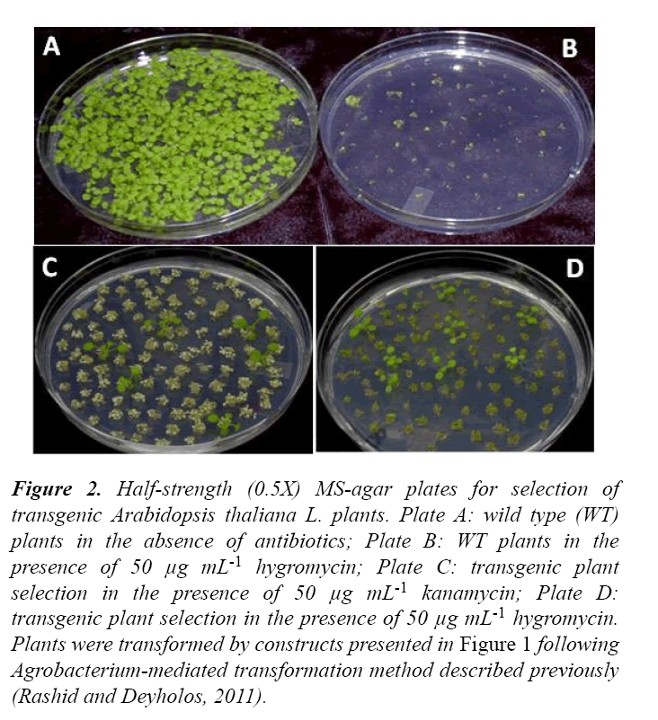 advances-cell-science-half-strength