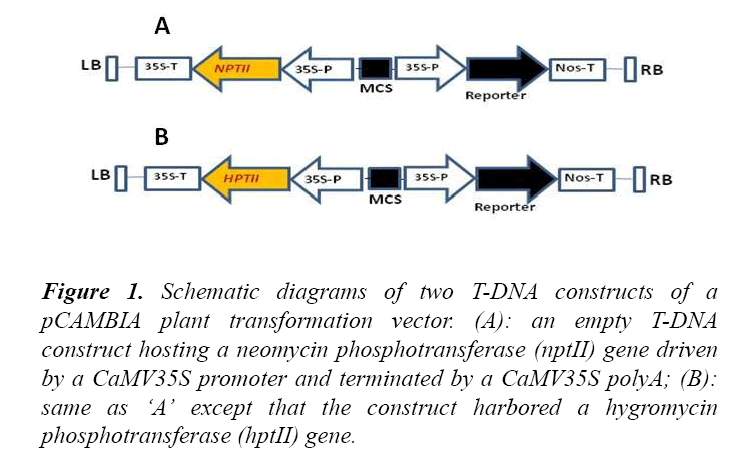 advances-cell-science-transformation