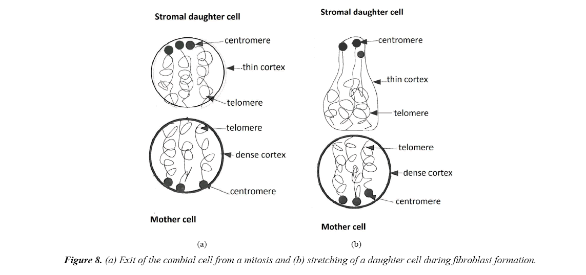 aging-geriatric-psychiatry-fibroblast