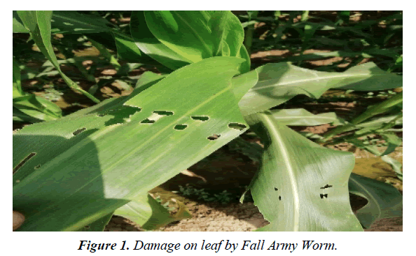 agricultural-science-botany-Army-Worm