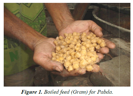 agricultural-science-botany-Boiled-feed