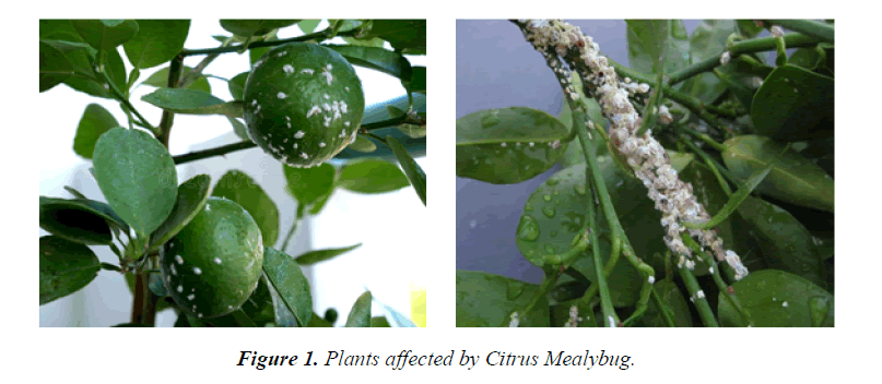 agricultural-science-botany-Citrus-Mealybug