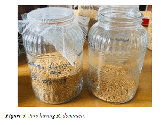 agricultural-science-botany-Jars