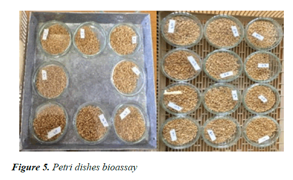 agricultural-science-botany-Petri-dishes