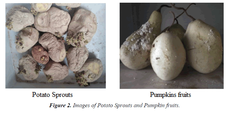 agricultural-science-botany-Pumpkin-fruits