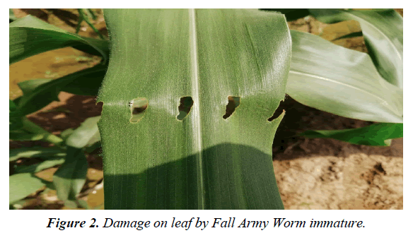 agricultural-science-botany-Worm-immature