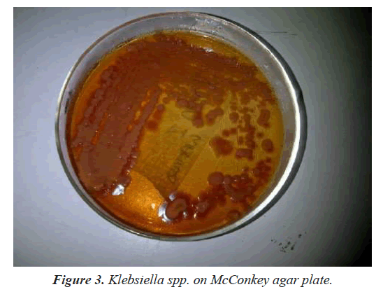 agricultural-science-botany-agar-plate