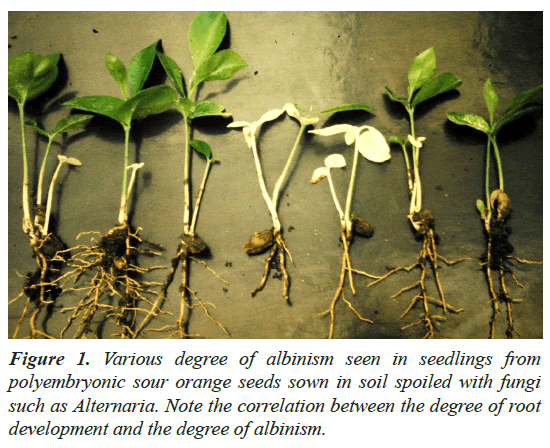 agricultural-science-botany-albinism-seen