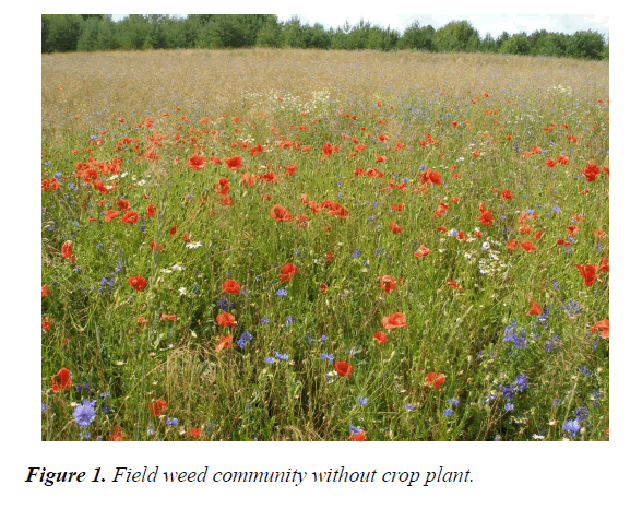 agricultural-science-botany-crop-plant