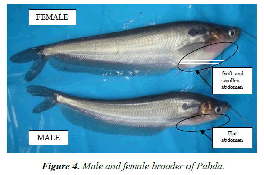 agricultural-science-botany-female-brooder