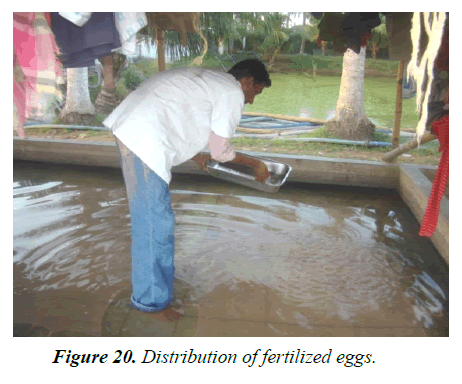 agricultural-science-botany-fertilized-eggs