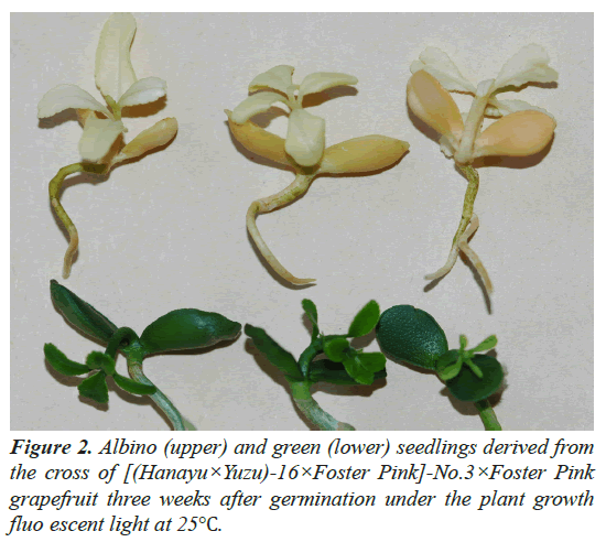 agricultural-science-botany-germination-under