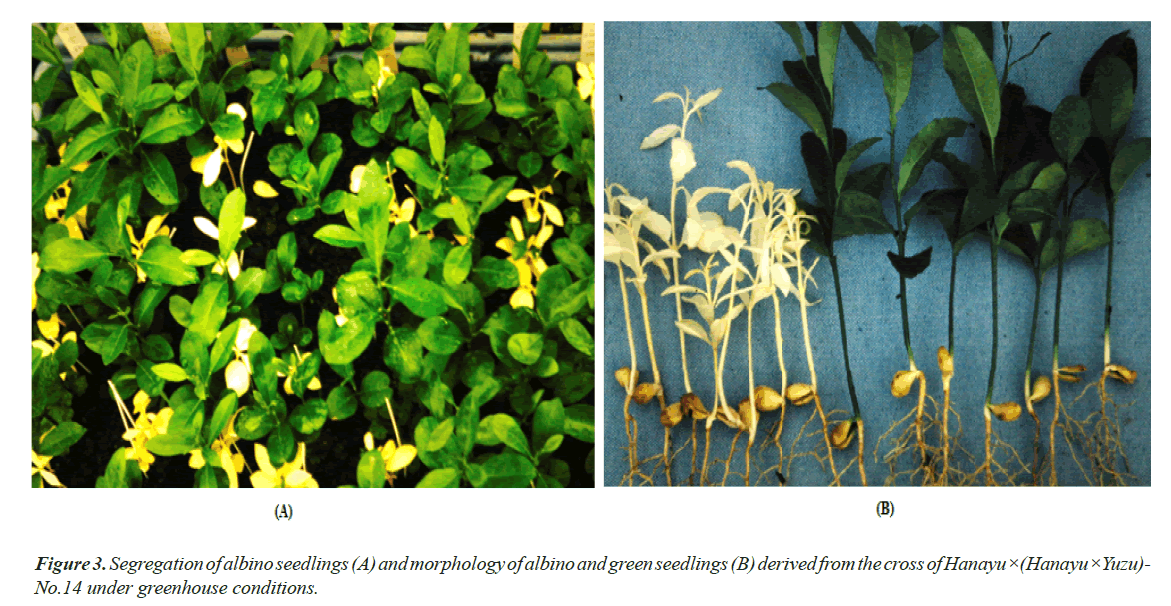 agricultural-science-botany-green-seedlings