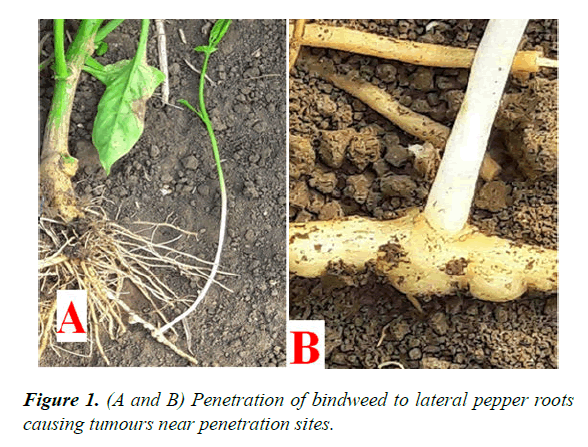 agricultural-science-botany-lateral-pepper