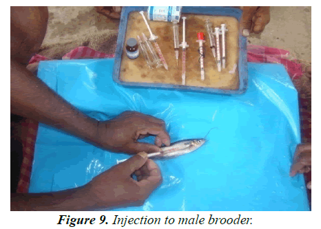 agricultural-science-botany-male-brooder