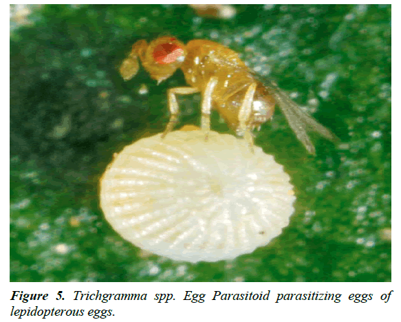 agricultural-science-botany-parasitizing-eggs