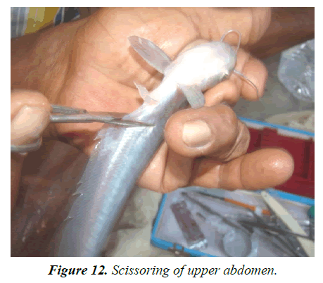 agricultural-science-botany-upper-abdomen