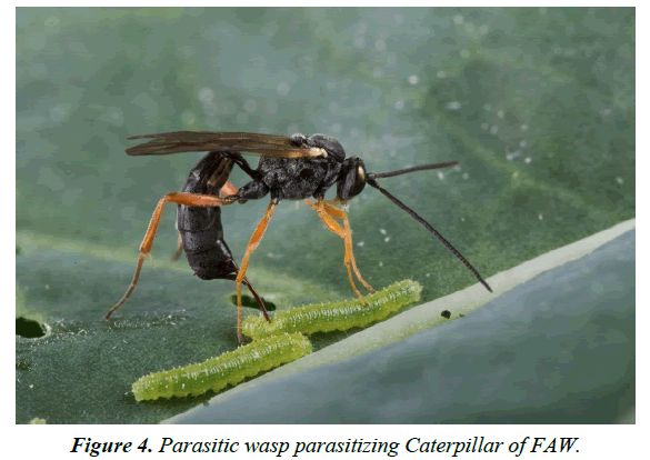 agricultural-science-botany-wasp-parasitizing