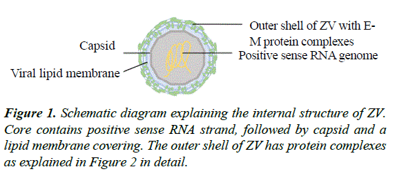 annals-of-clinical-trials-and-vaccines-research-Schematic-diagram