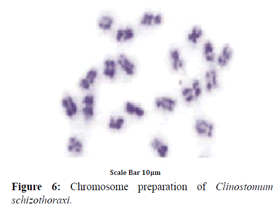 applied-zoology-Chromosome