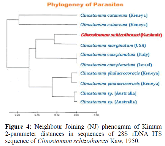 applied-zoology-nucleotide-phenogram