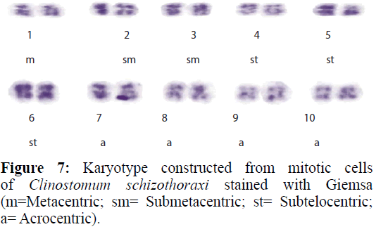 applied-zoology-phylogenetic-mitotic