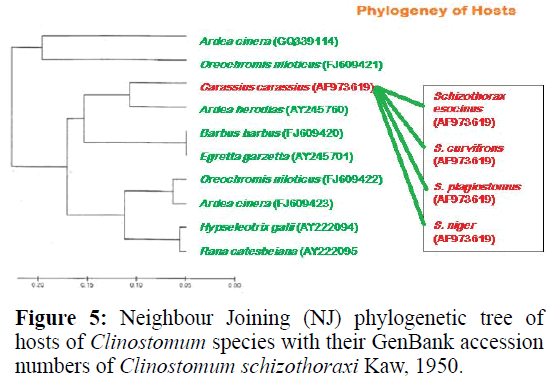 applied-zoology-phylogenetic-phenogram