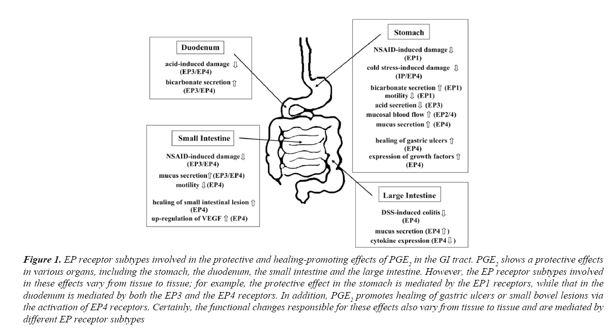 archives-digestive-disorders-duodenum