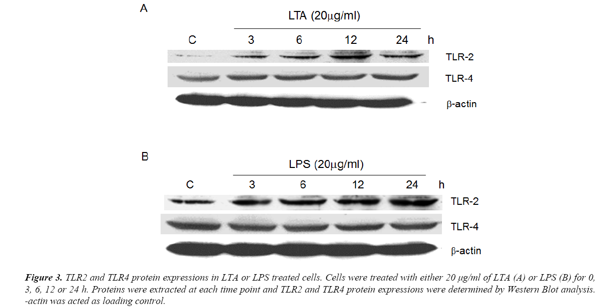 archives-digestive-disorders-westernblot