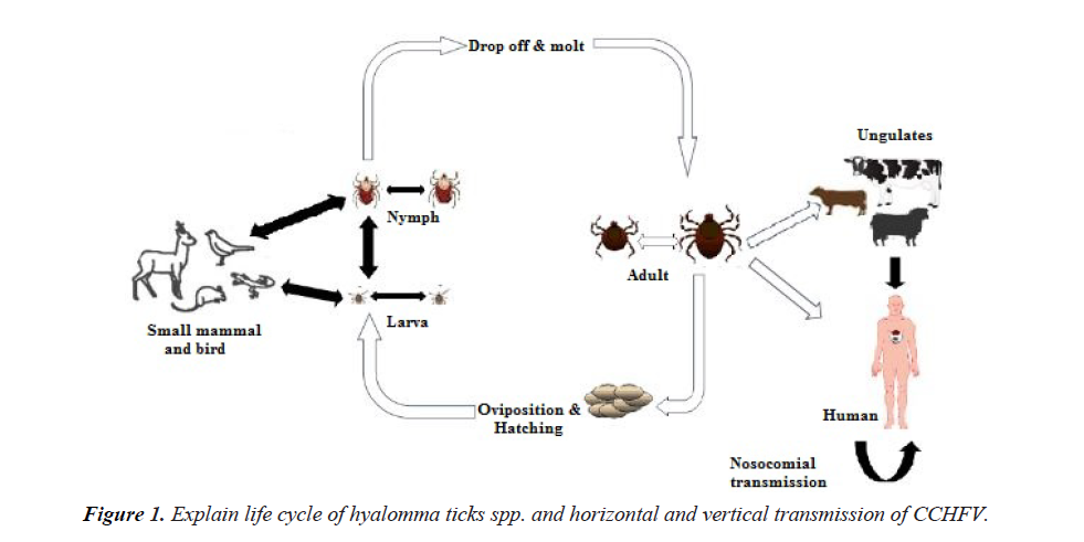 bacteriology-infectious-diseases-hyalomma-ticks-spp