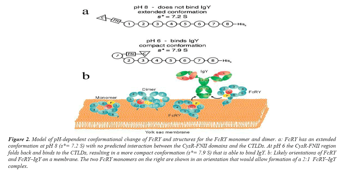 biomedical-imaging-FcRY-monomer