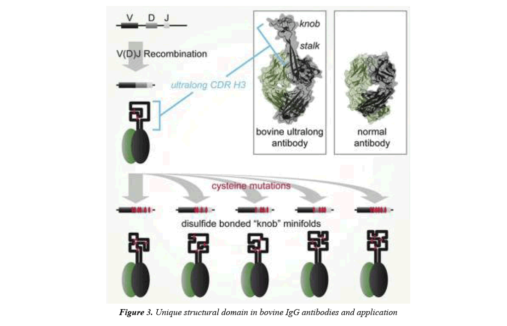 biomedical-imaging-IgG-antibodies