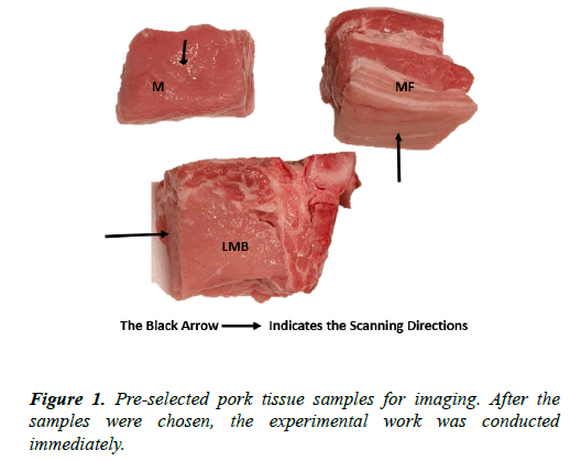 biomedical-imaging-bioengineering-tissue