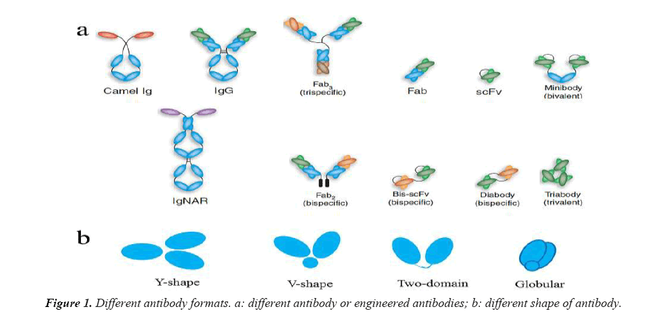 biomedical-imaging-engineered-antibodies