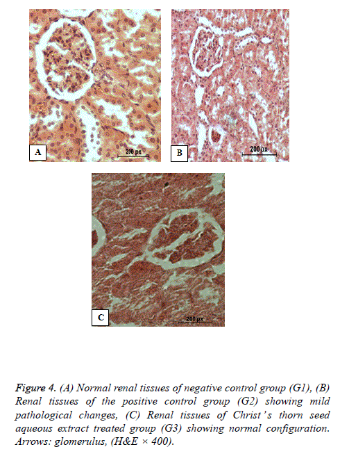 biomedres-Renal