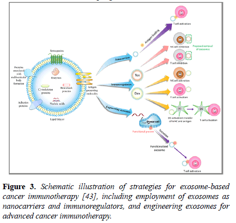 cancer-immunology-therapy-engineering-exosomes