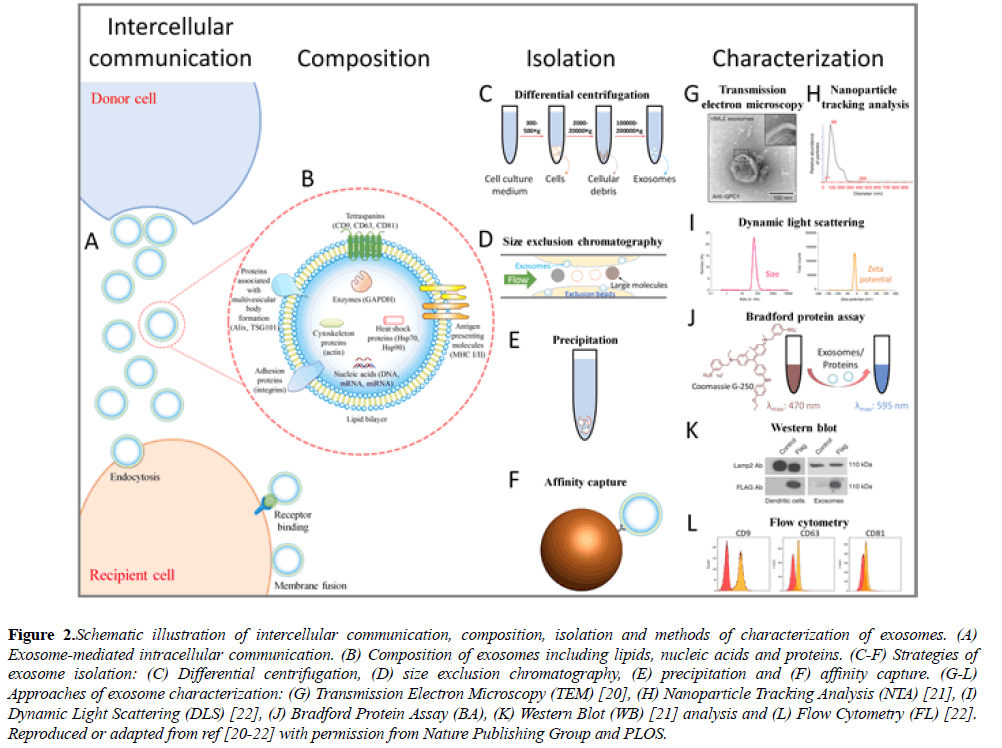 cancer-immunology-therapy-intracellular-communication