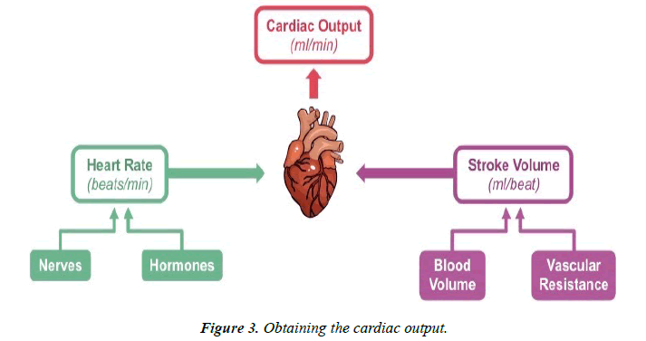 cardiovascular-medicine-therapeutics-cardiac