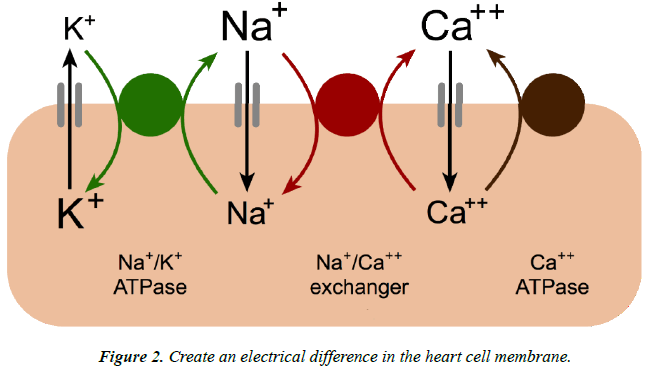 cardiovascular-medicine-therapeutics-electrical