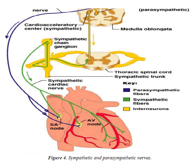 cardiovascular-medicine-therapeutics-parasympathetic